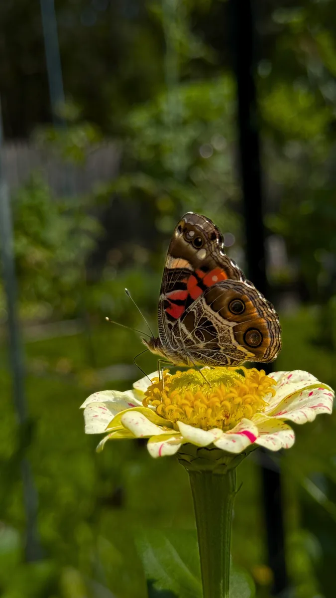 Butterfly feeding on a garden flower
